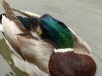 FZ029699 Northern Mallard (Anas platyrhynchos platyrhynchos).jpg